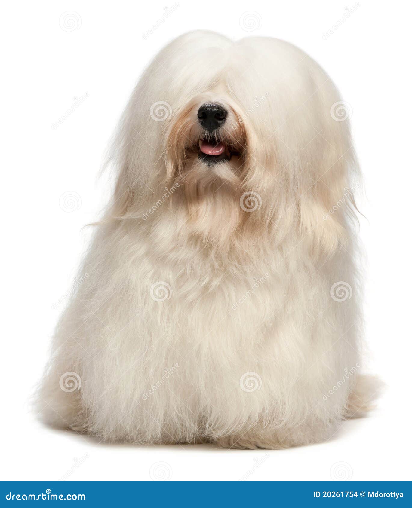 Cute Long Hair Cream Havanese Dog Stock Photo Image Of