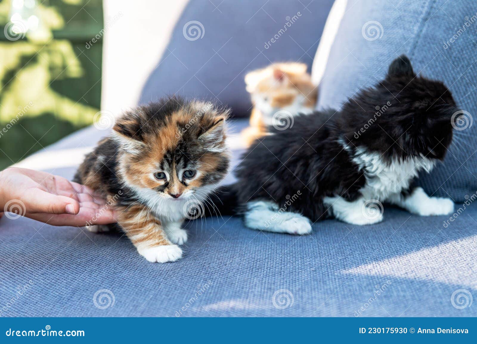 2 cute long haired kittens stock photo. Image of portrait - 230175930