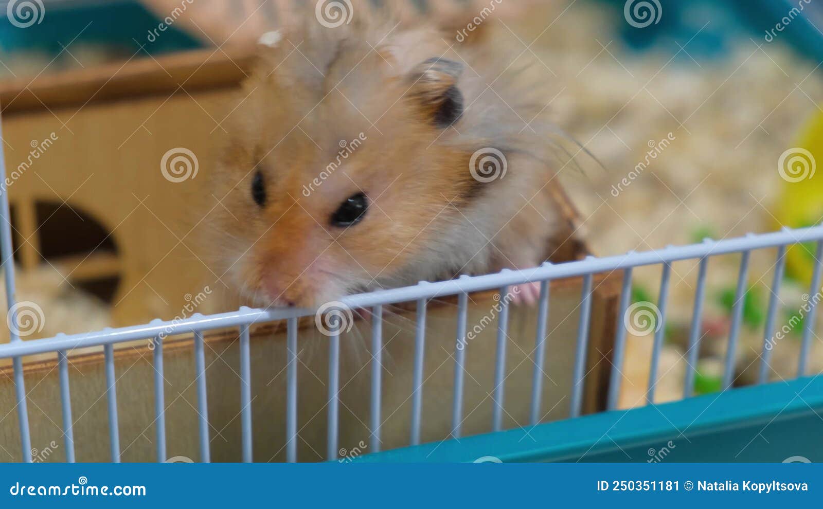 Cute Long Haired Syrian Hamster in Cage Stock Video Video of closeup