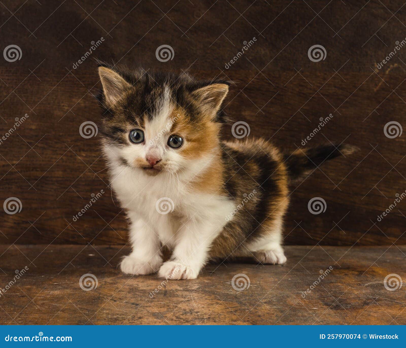 442 Longhair Calico Stock Photos - Free & Royalty-Free Stock Photos from  Dreamstime