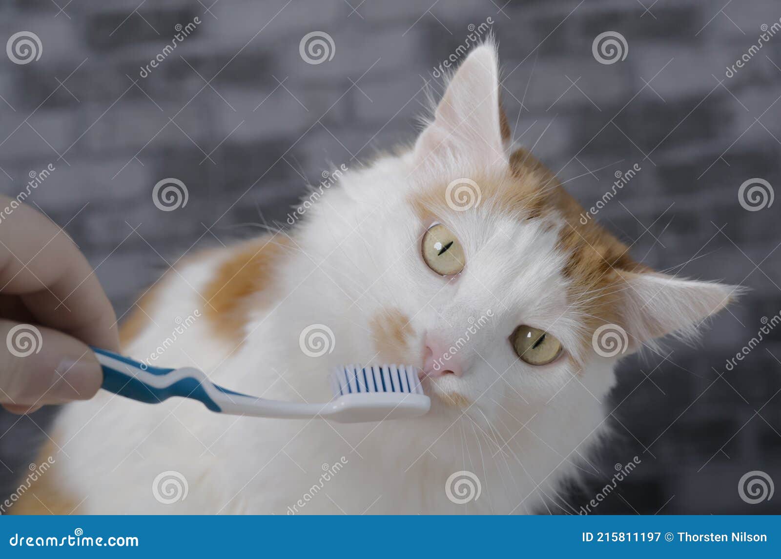 Cute Longhair Cat Getting Her Teeth Brushed by Her Owner. Stock Image