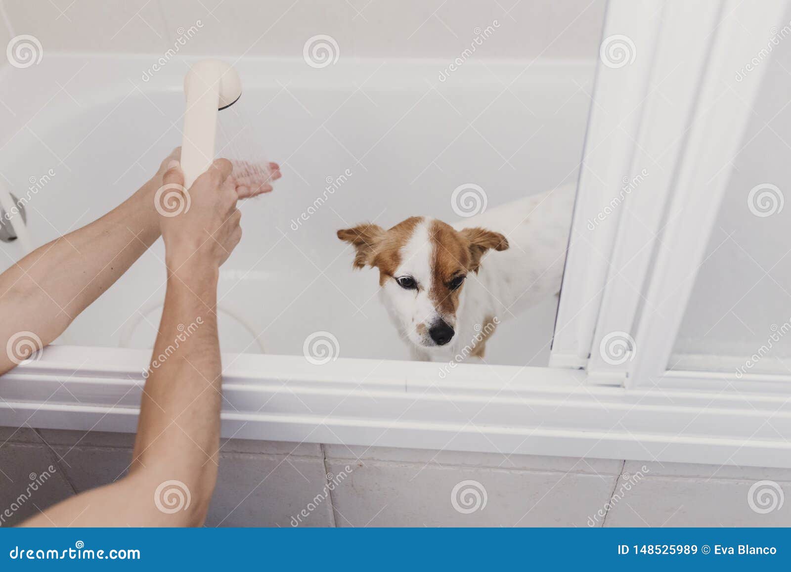 Cute Lovely Small Dog Wet in Bathtub. Young Woman Owner Getting Her Dog
