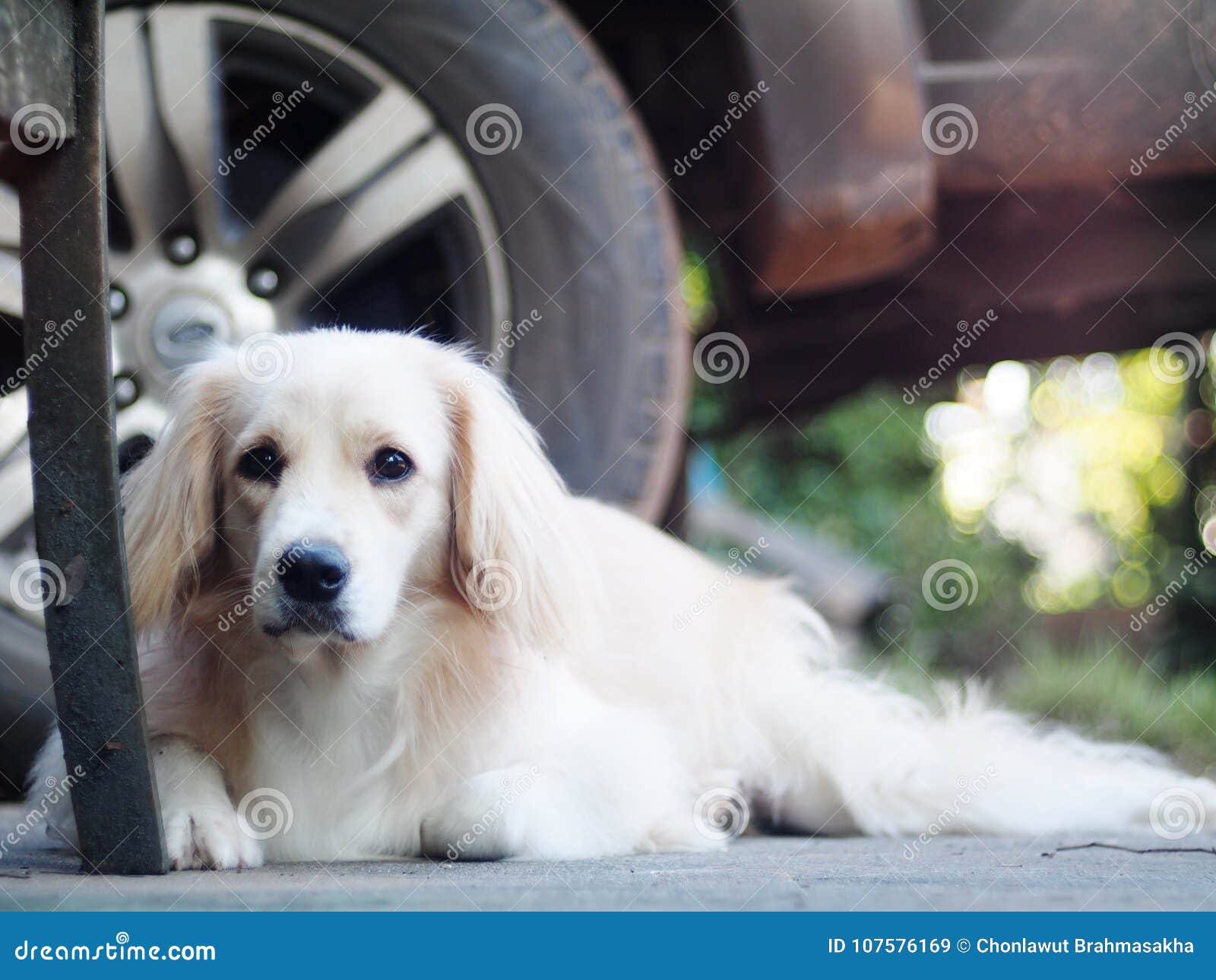 white long haired labrador