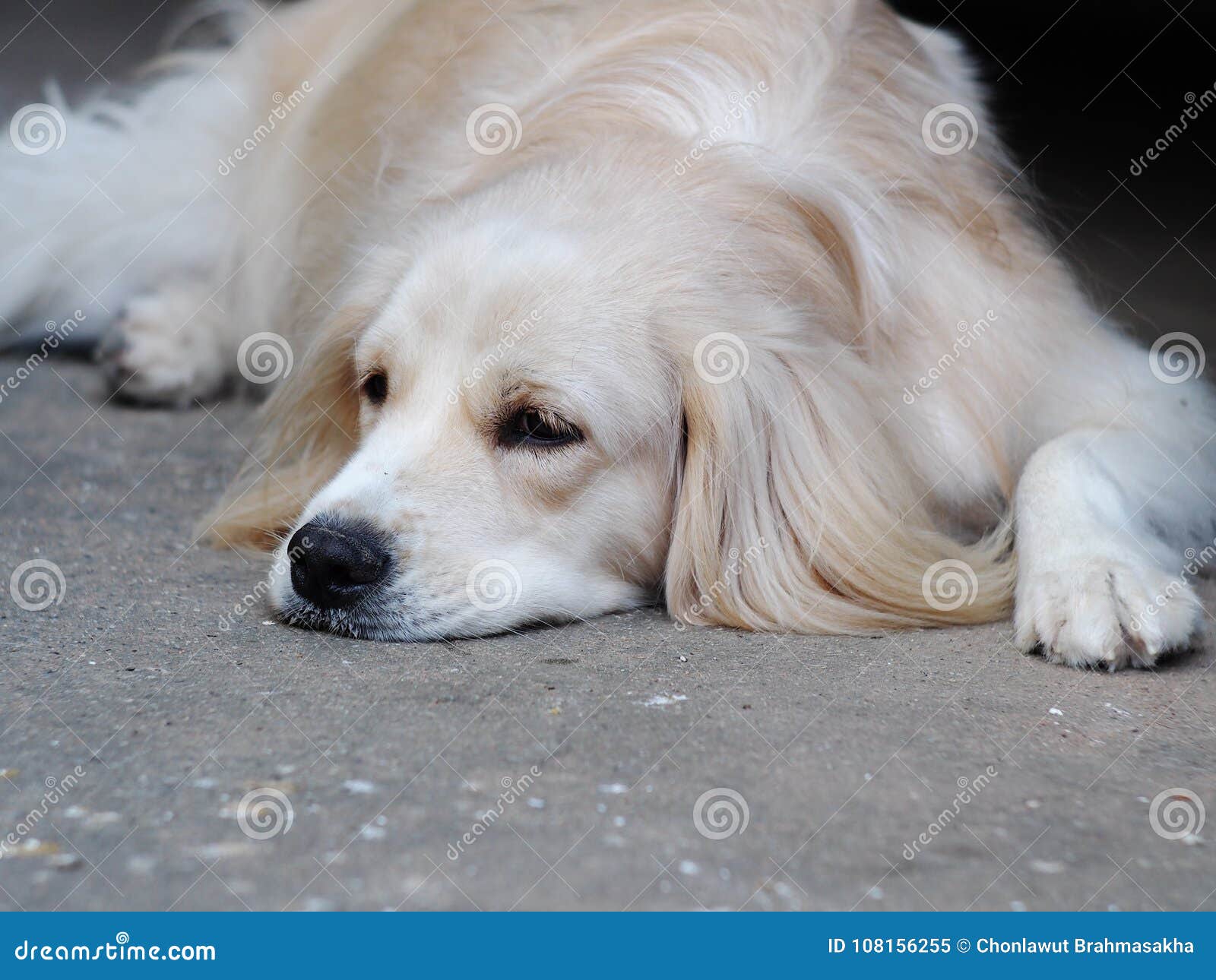 Cute Lovely White Long Hair Young Crossbreed Dog Stock Image