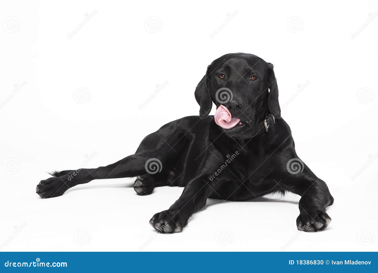 Labrador Dog Collars Prevent Licking Prevent Stock Photo 1130252594