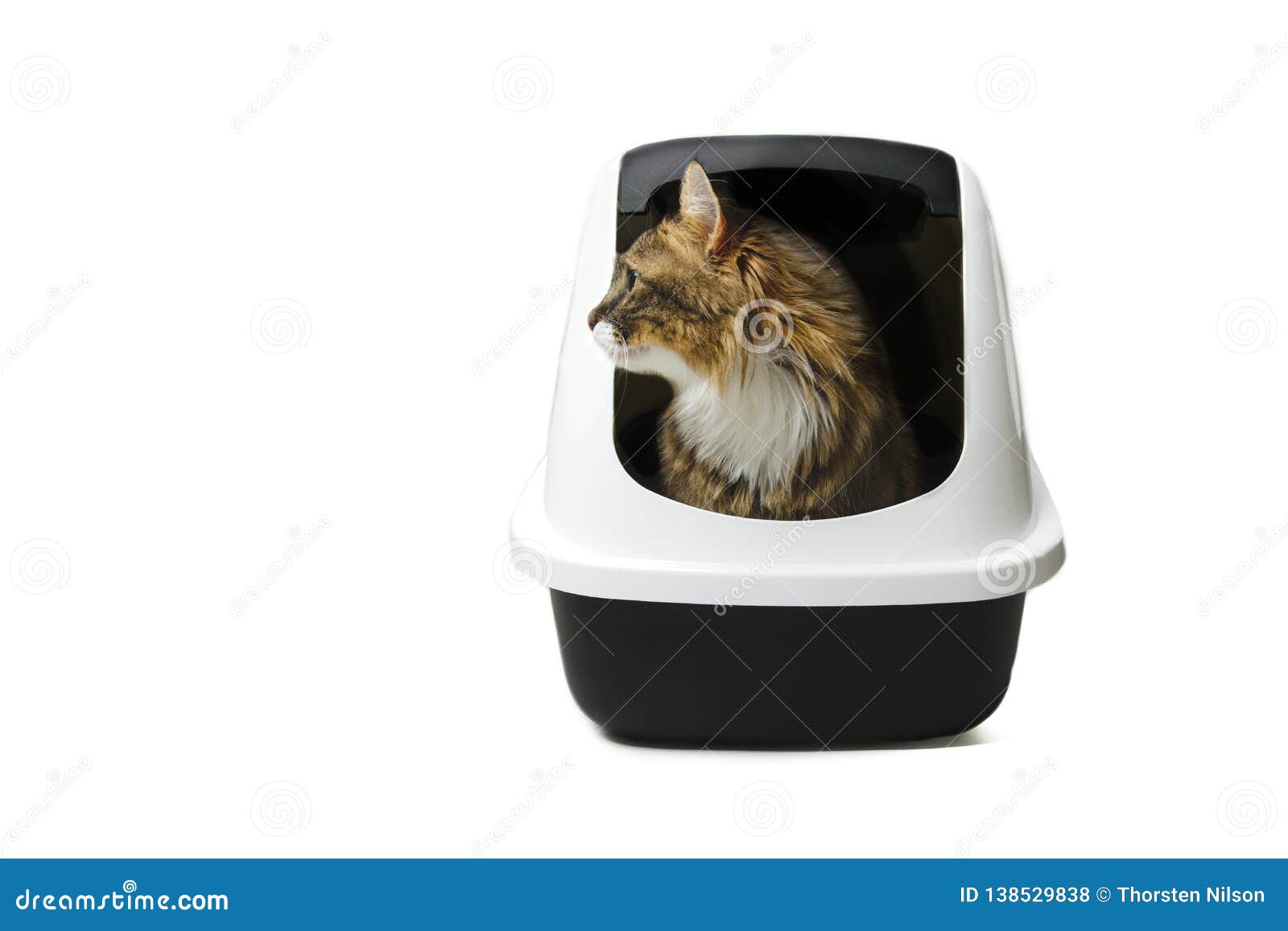 Cute Maine Coon Cat Sitting In A Litter Box And Looking Curious