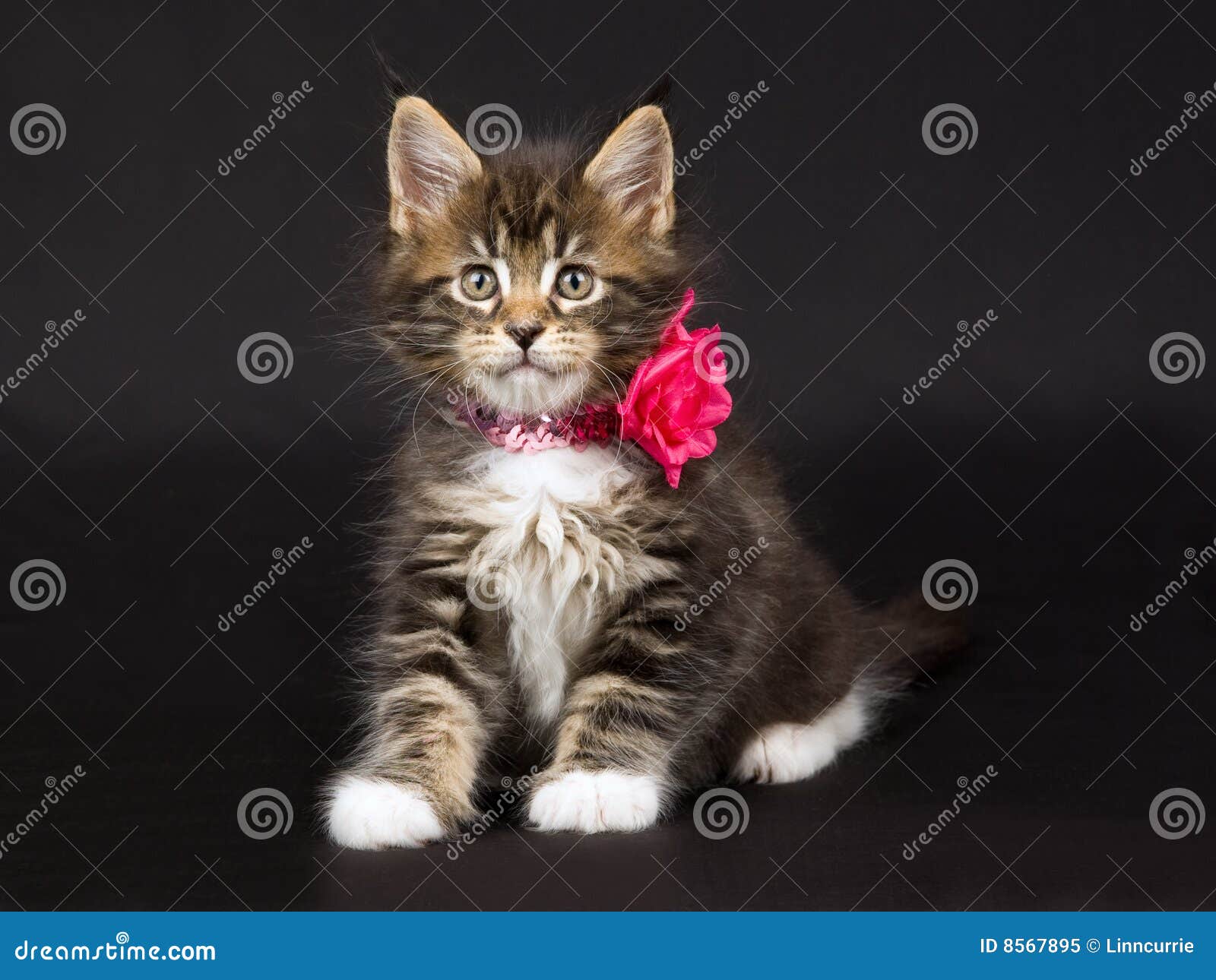 Cute Maine Coon Kitten With Neck Collar Royalty Free Stock Photo