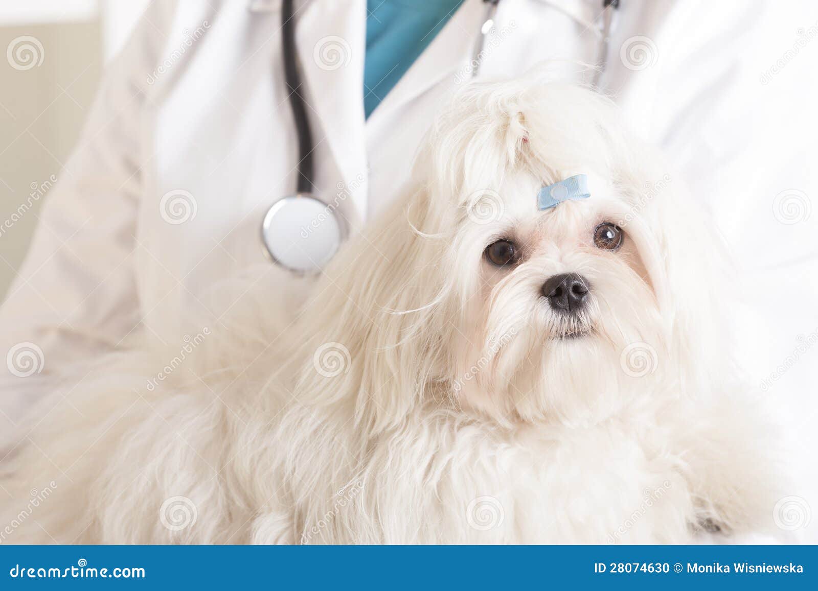 Cute maltese dog and vet stock photo. Image of cute, pedigreed 28074630