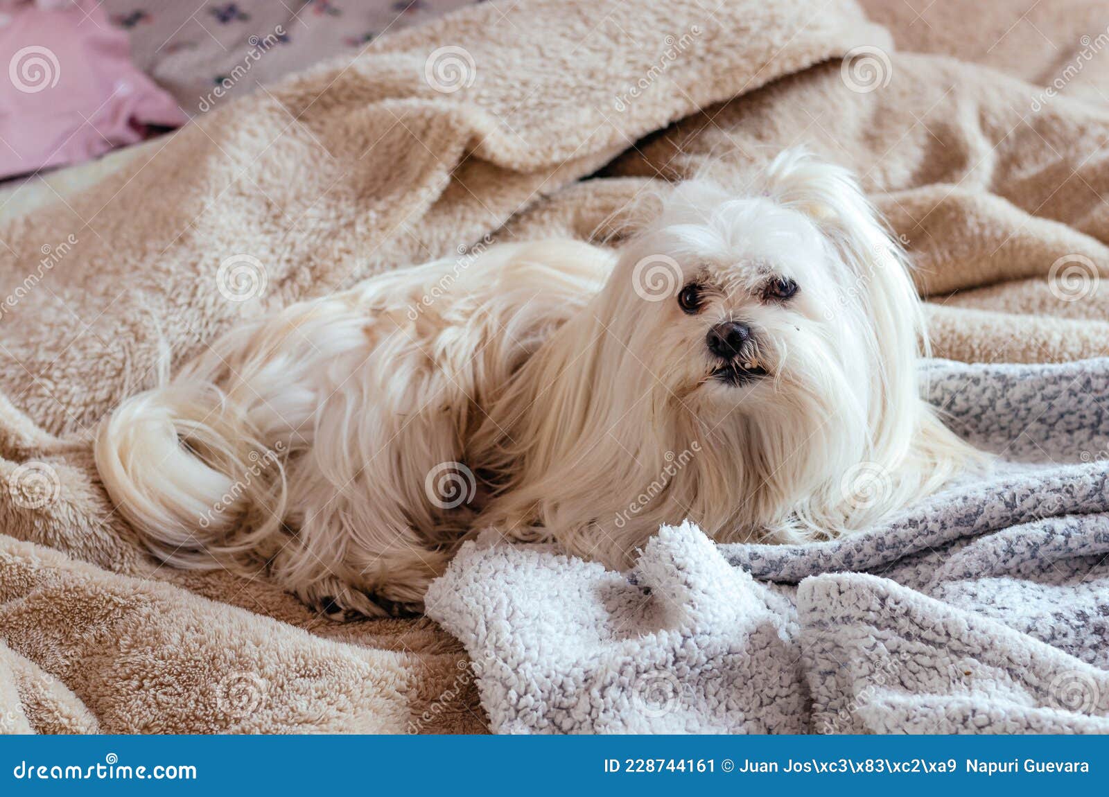Cute Maltese Puppy Sleeping between the Covers of a Human Bed Looking at the Camera. Stock Image