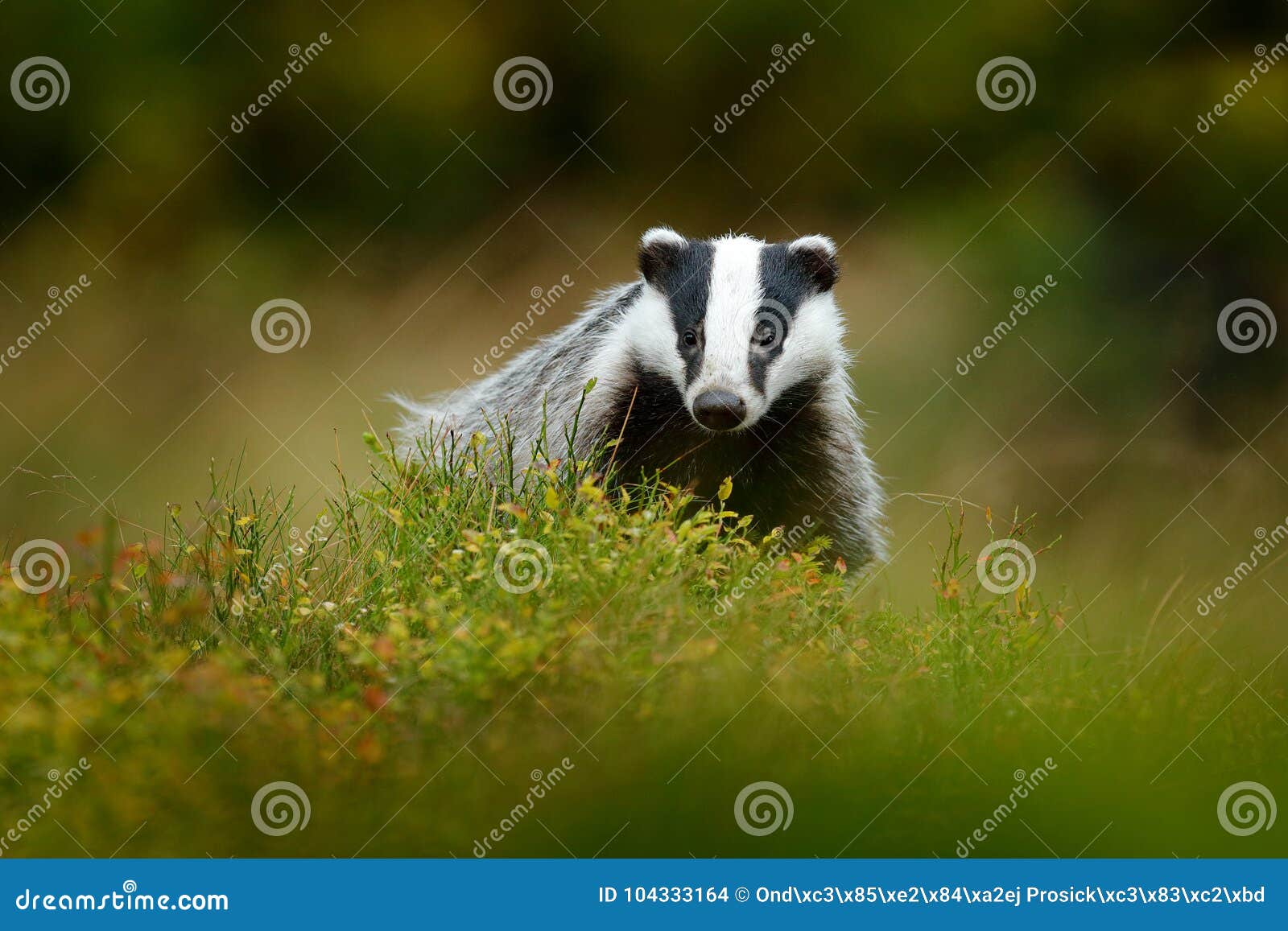 cute mammal environment, rainy day. badger in forest, animal nature habitat, germany, europe. wildlife scene. wild badger, meles m