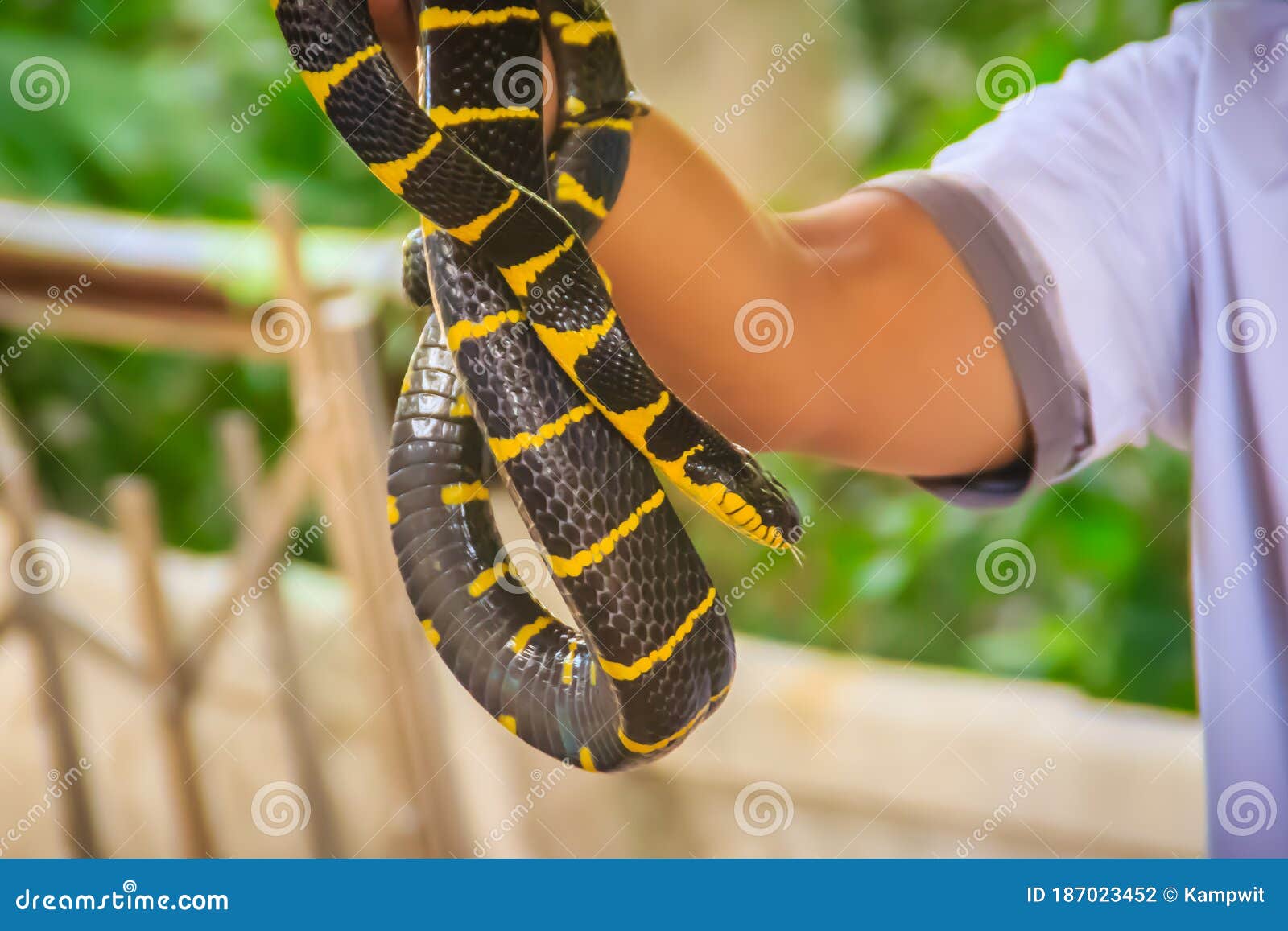 cute mangrove snake on hand of the expert. boiga dendrophila, commonly called the mangrove snake or the gold-ringed cat snake, is