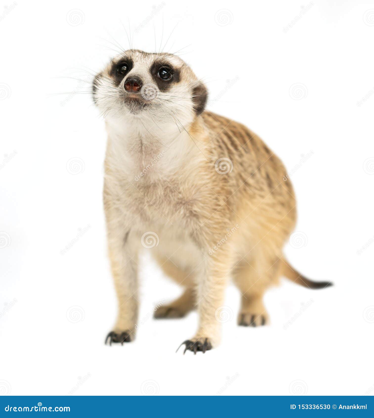 cute meerkat  suricata suricatta  