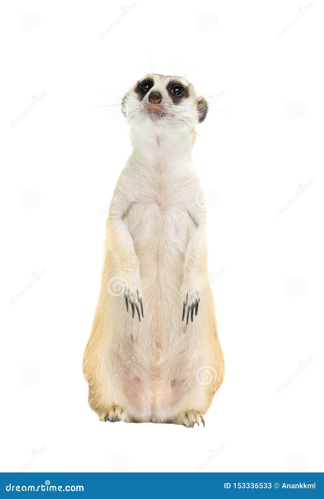 cute meerkat  suricata suricatta  