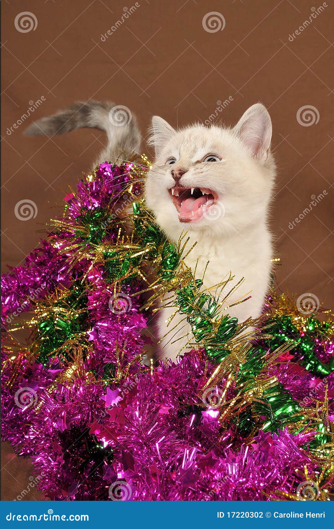 Really Cute Meow Christmas Kitten Stock Photo Image of christmas