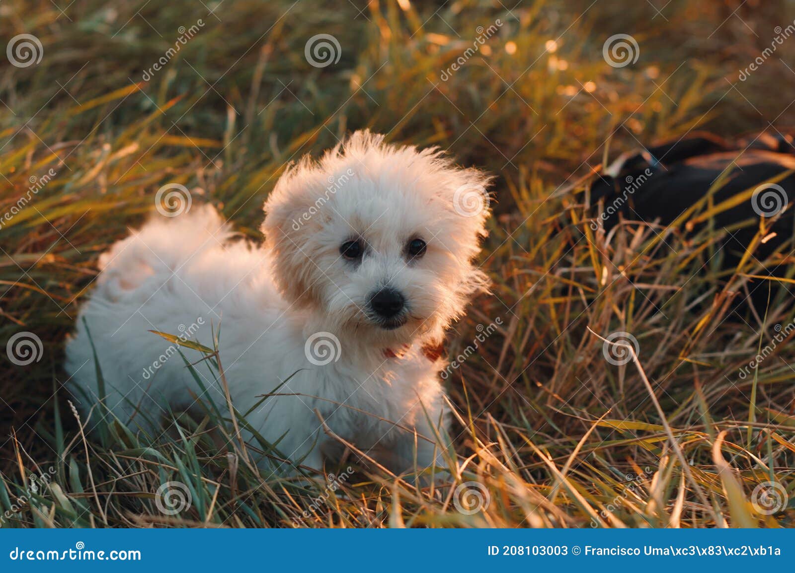 cute miniature poodle