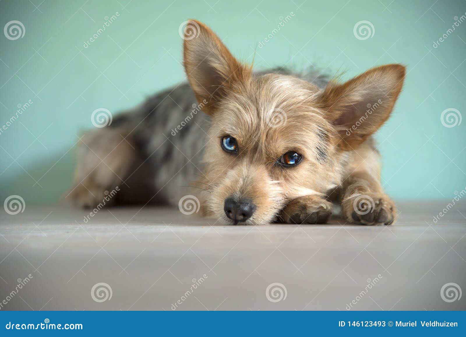 Cute Chihuahua Yorkie Mix Puppies