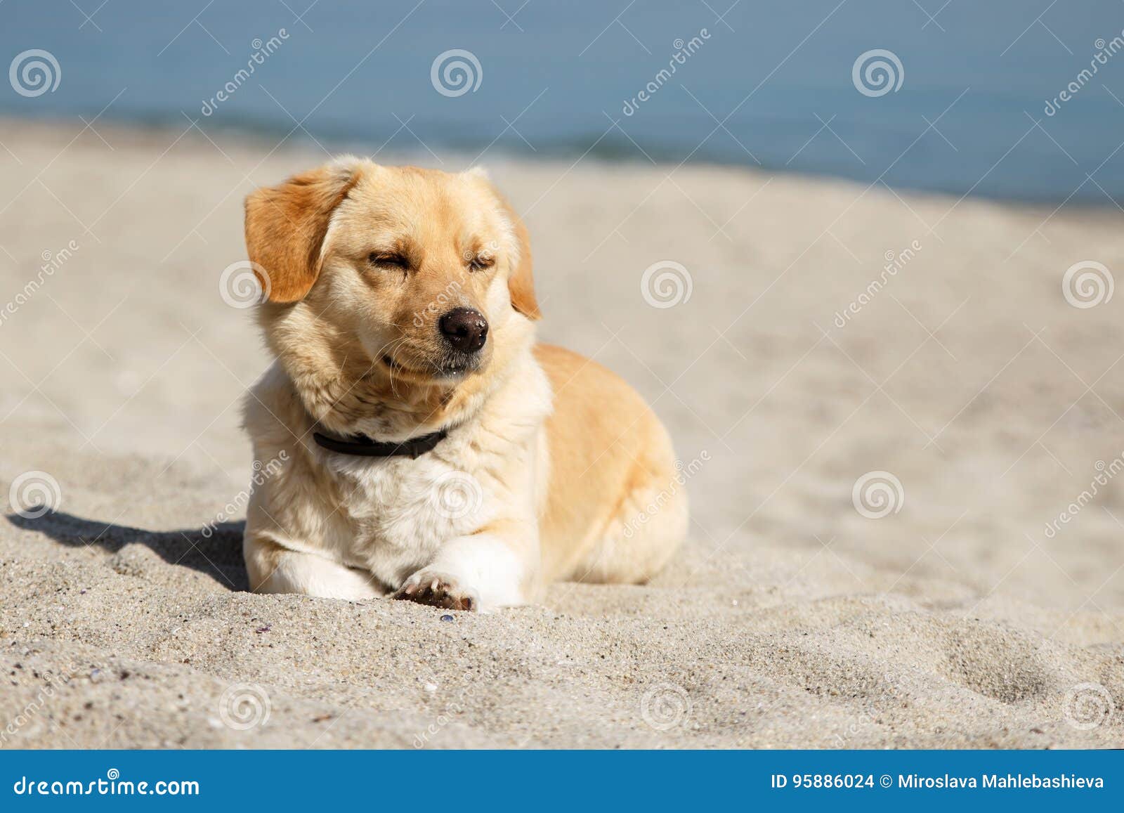 cute mix breed dog lying on the beach with closed eyes from pleasure of the sun and the warm weather. copy space