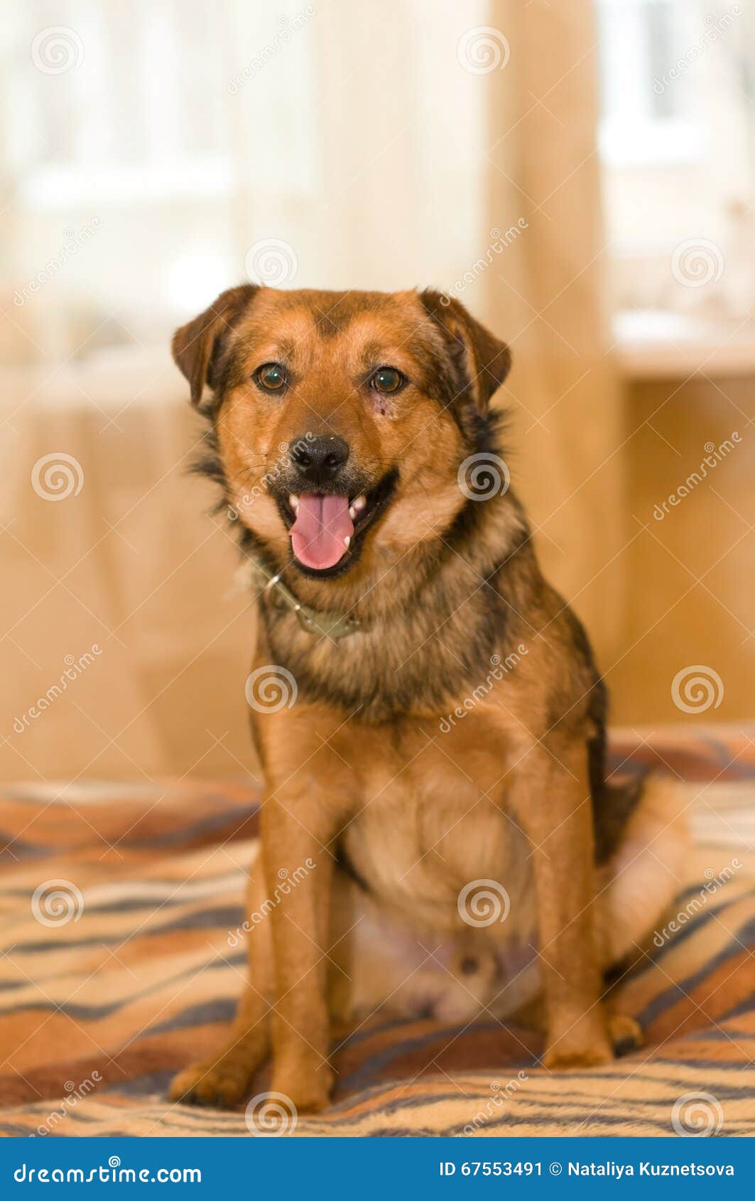 Cute Mixed Breed Dog Portrait at Home Stock Image Image of orange