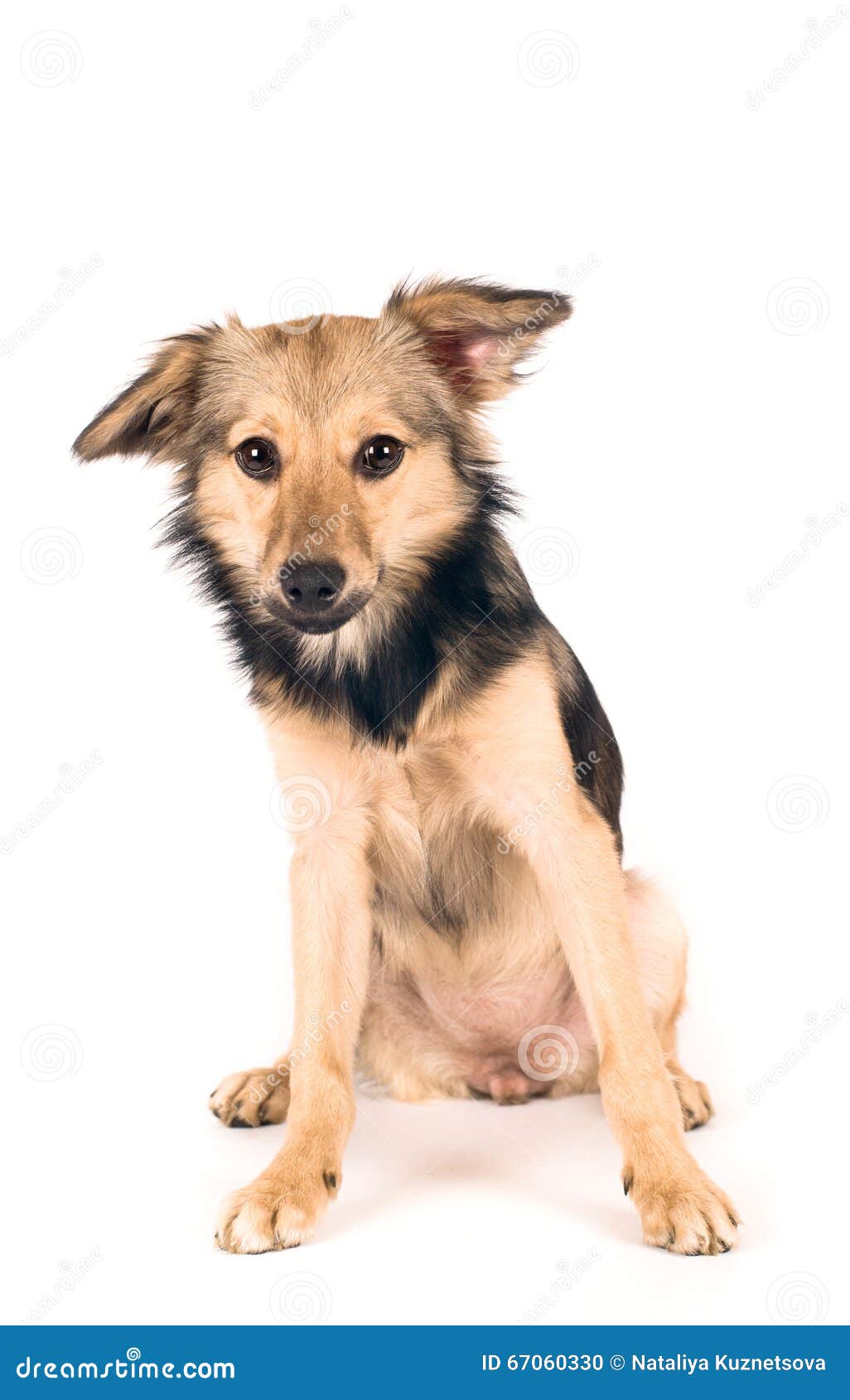 Cute Mixed Breed Dog Portrait Stock Photo Image of beige, studio