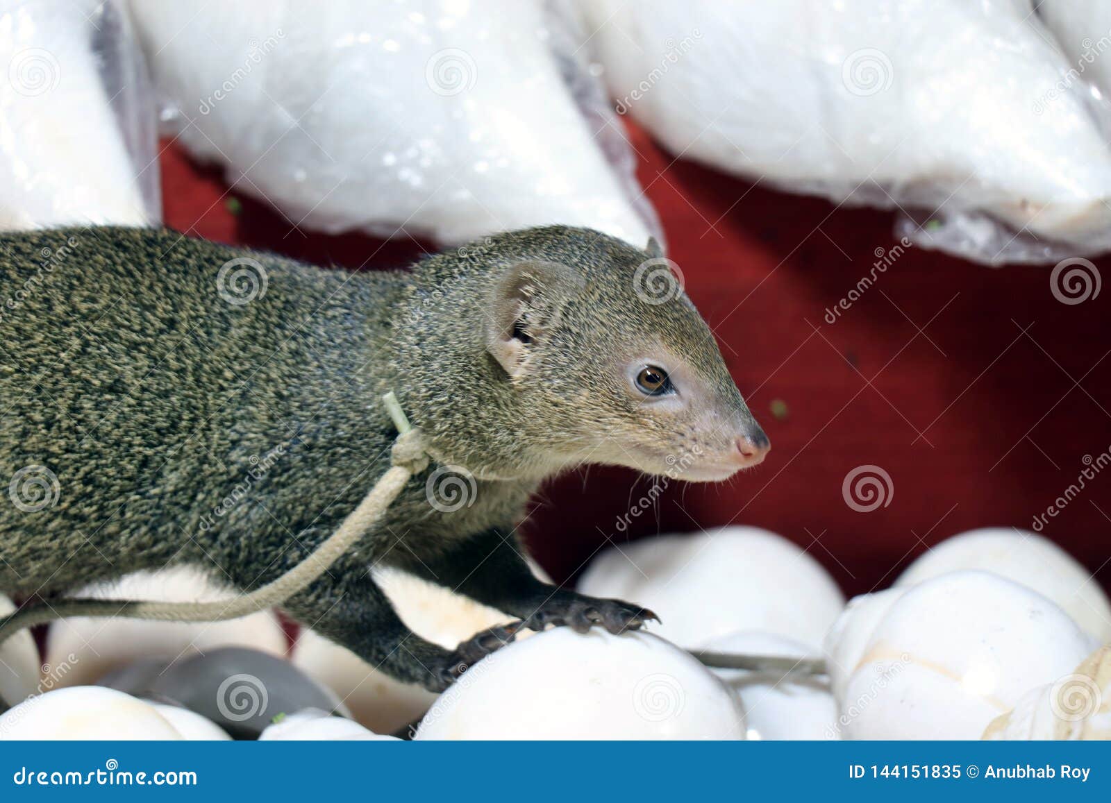 Cute Mongoose Mongoose In A Shop Stock Image Image Of Collection Aquatic Cute Mongoose Mongoose In A Shop Stock Image Image Of Collection Aquatic