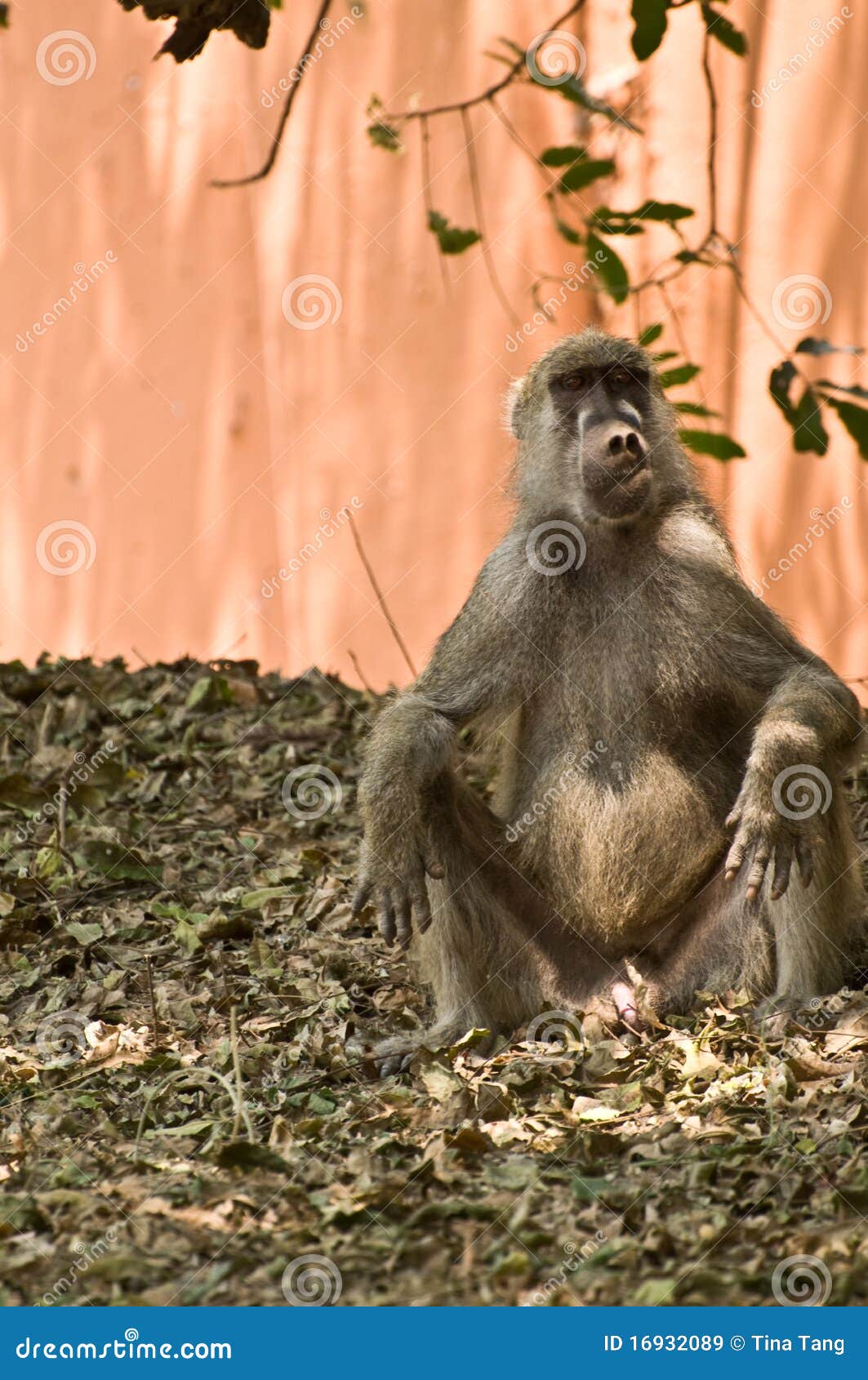 Cute Monkey Making A Funny Face Royalty Free Stock Images - Image: 16932089