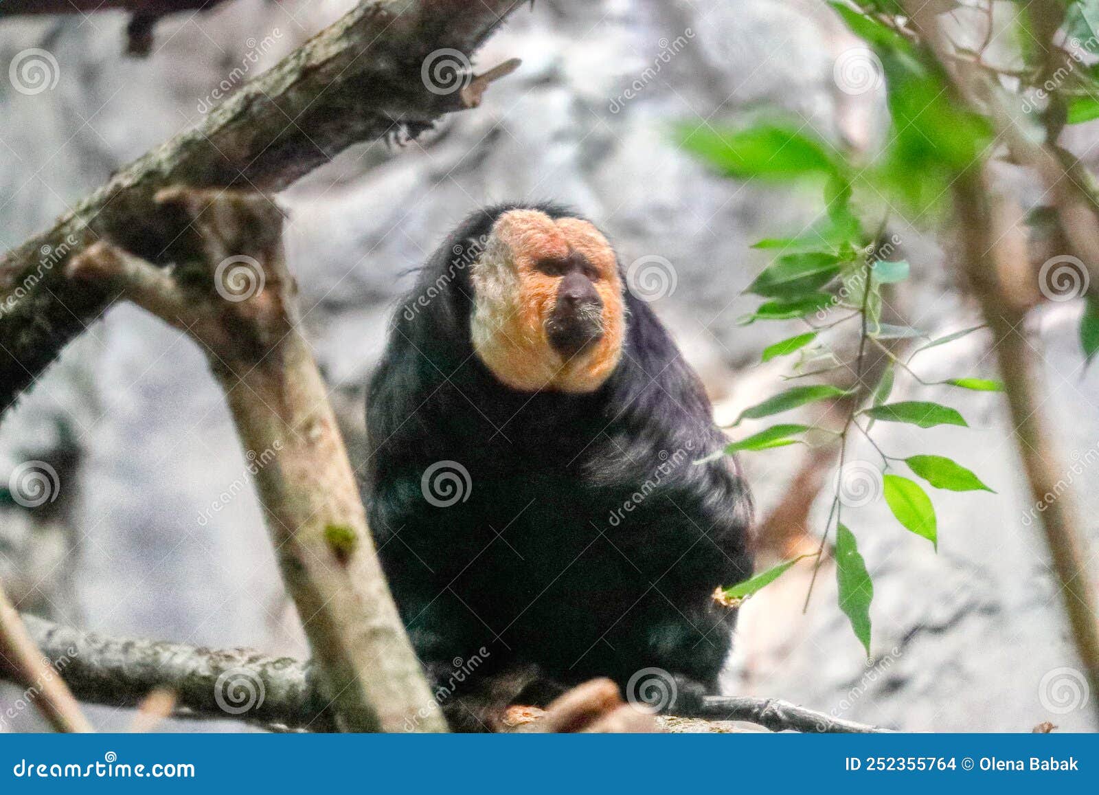 cute monkey. the white-faced saki pithecia pithecia. wild life