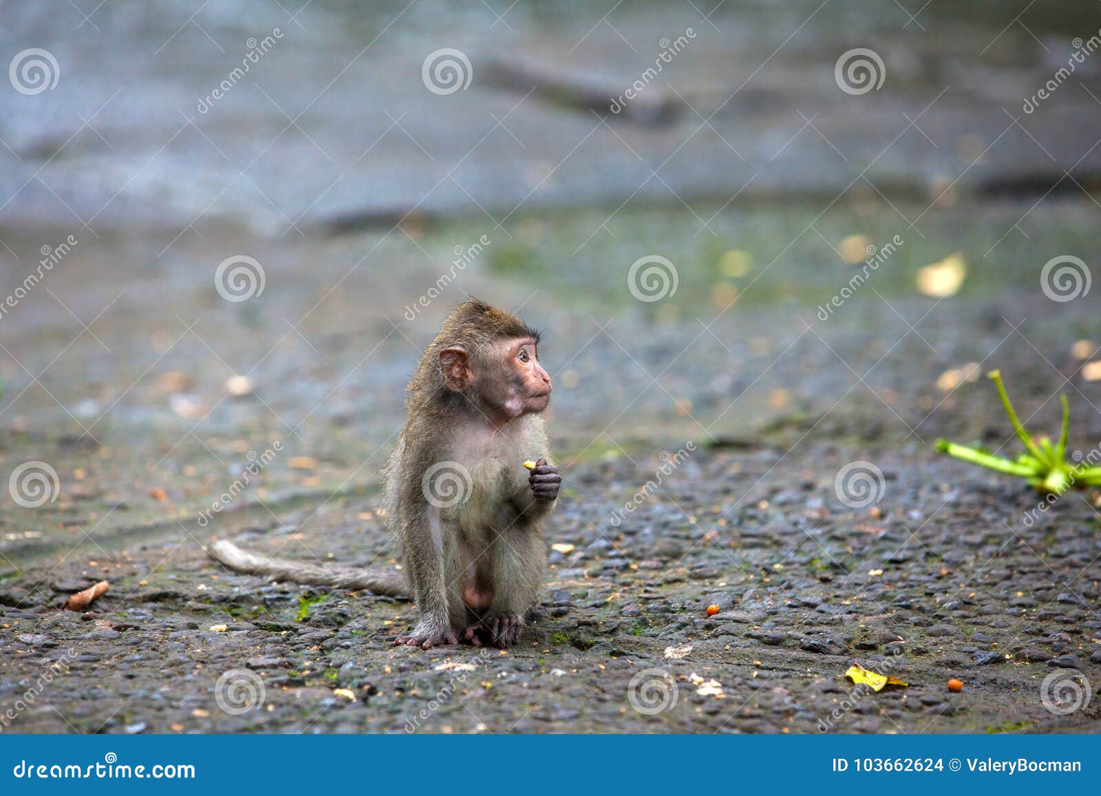 cute monkeys lives in ubud monkey forest, bali, indonesia.