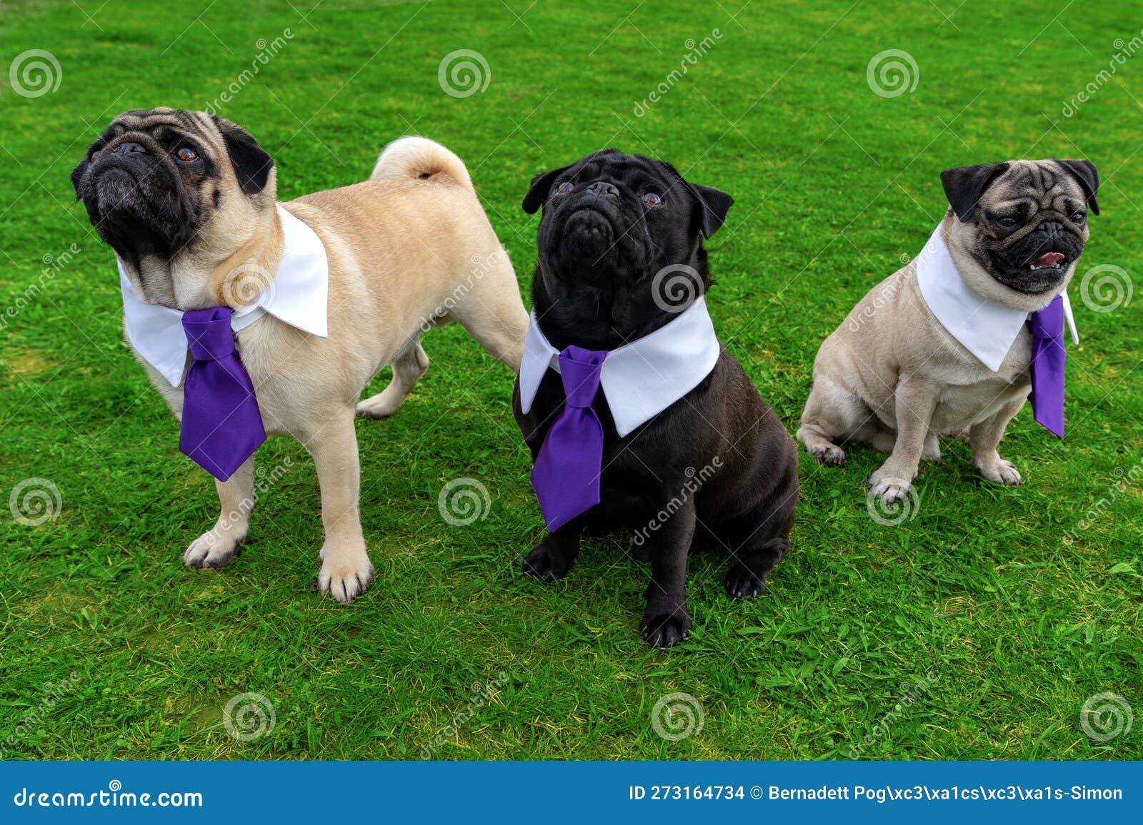 3 Cute Mops Dogs on Gras Field Dressed Up in Tie Stock Photo Image of costume, white 273164734