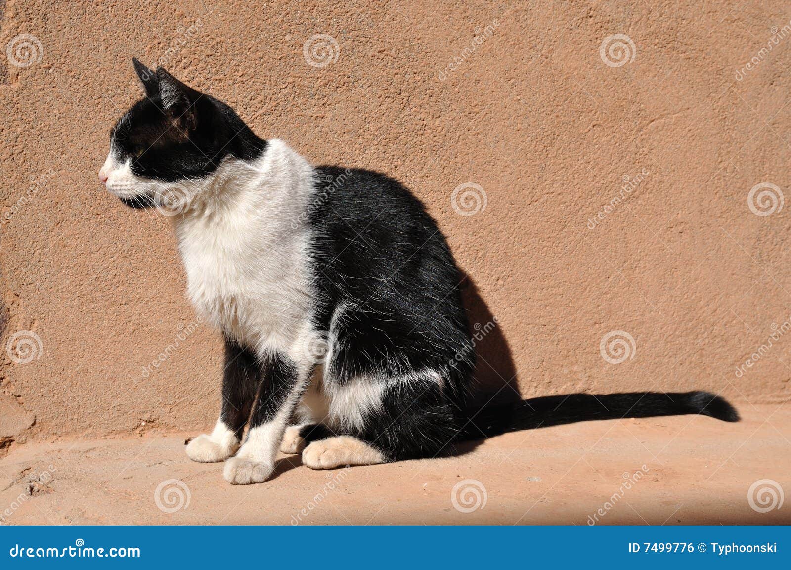 Cute Moroccan cat stock photo. Image of cute, lazy, seat 7499776