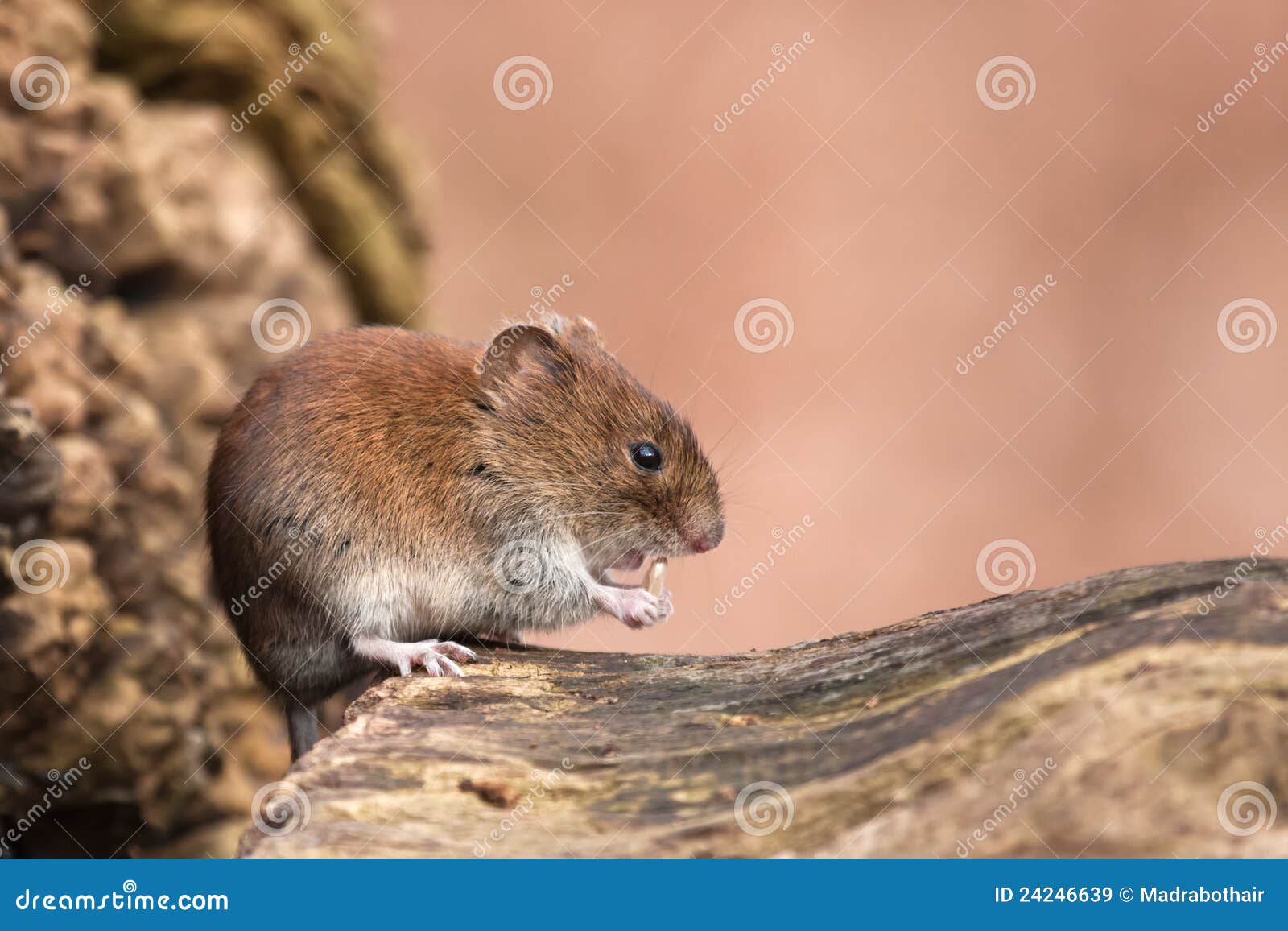 Cute Mouse Nibbling at a Sunflower Seed Stock Image Image of rodent, bite 24246639