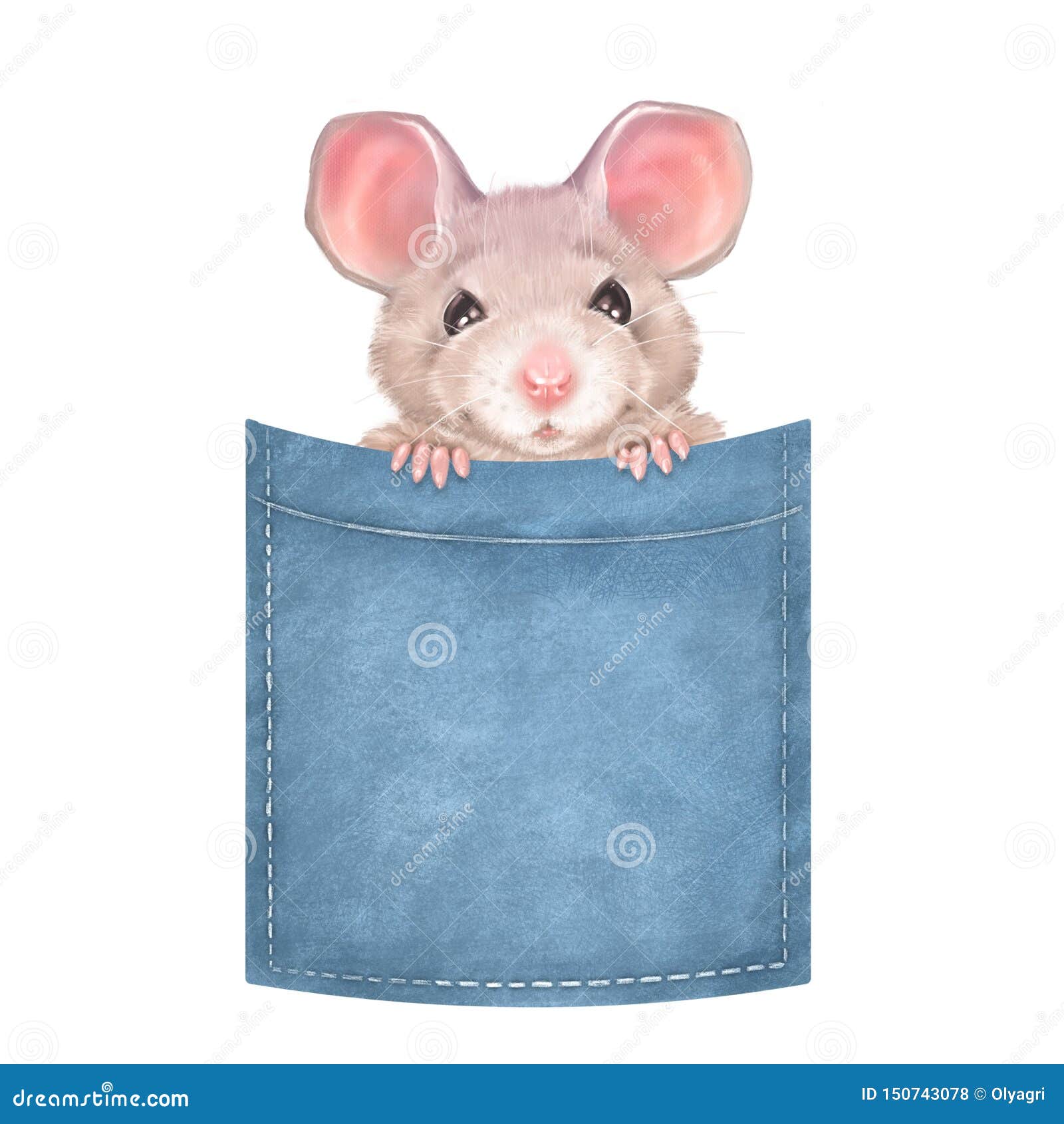 little pocket mouse pictures