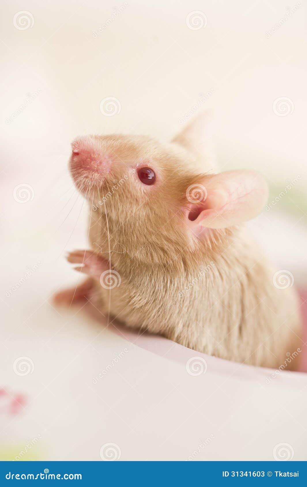 cute mouse rat rodent looking out of the window