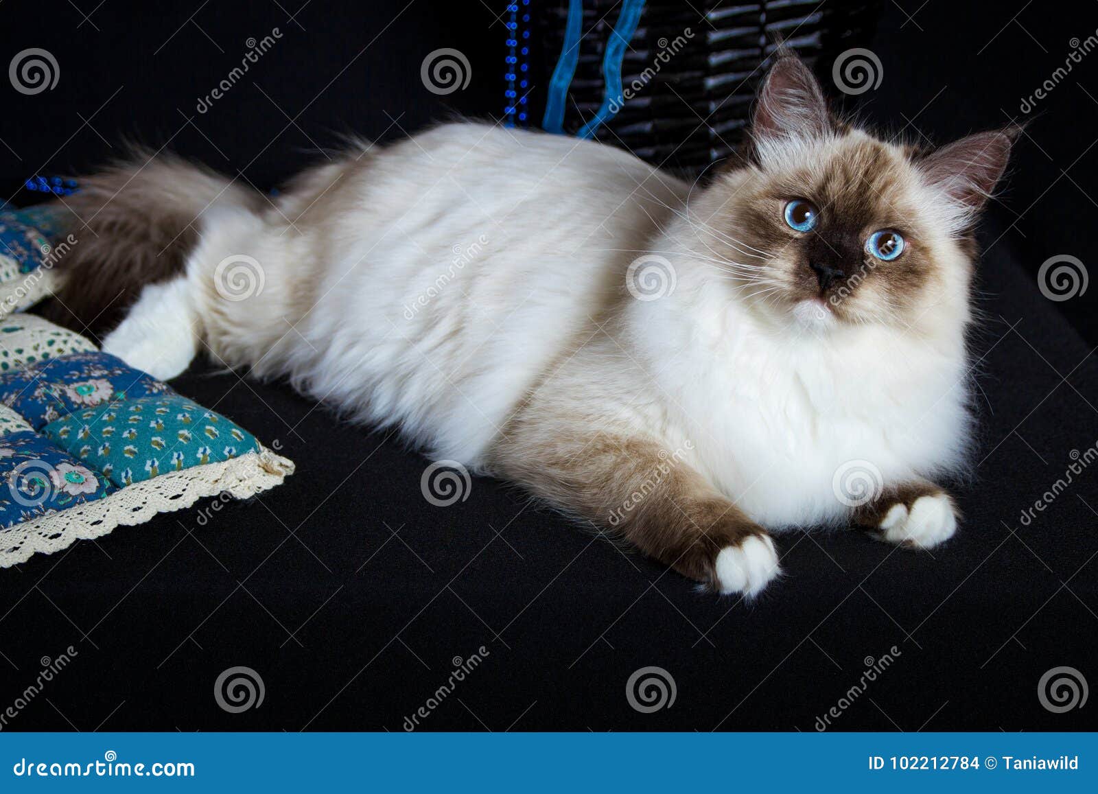 Neva Masquerade Cat on Black Background Stock Photo - Image of fluffy ...