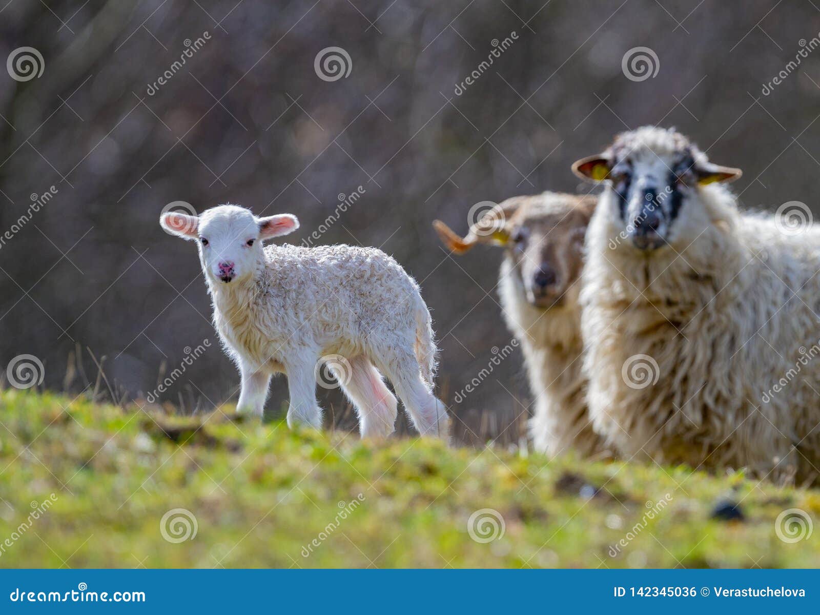 Cute newborn lamb stock photo. Image of home, lamb, nature 142345036