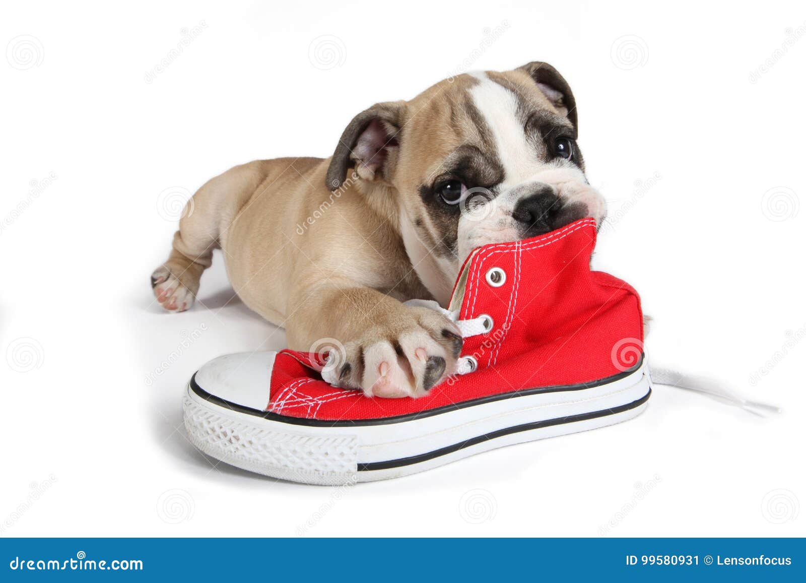 betrayal Glamor Pinion Cute Old English Bulldog Dog Lying in Front of Red Shoes Stock Image -  Image of english, cute: 99580931