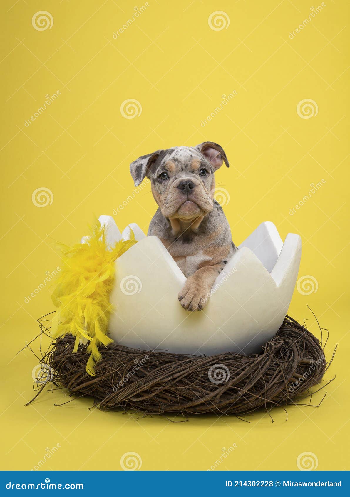 Aannemelijk escort Smelten Cute Old English Bulldog Puppy in a Huge Easter Bird Nest with Yellow  Feathers on a Yellow Background Stock Photo - Image of feathers, domestic:  214302228