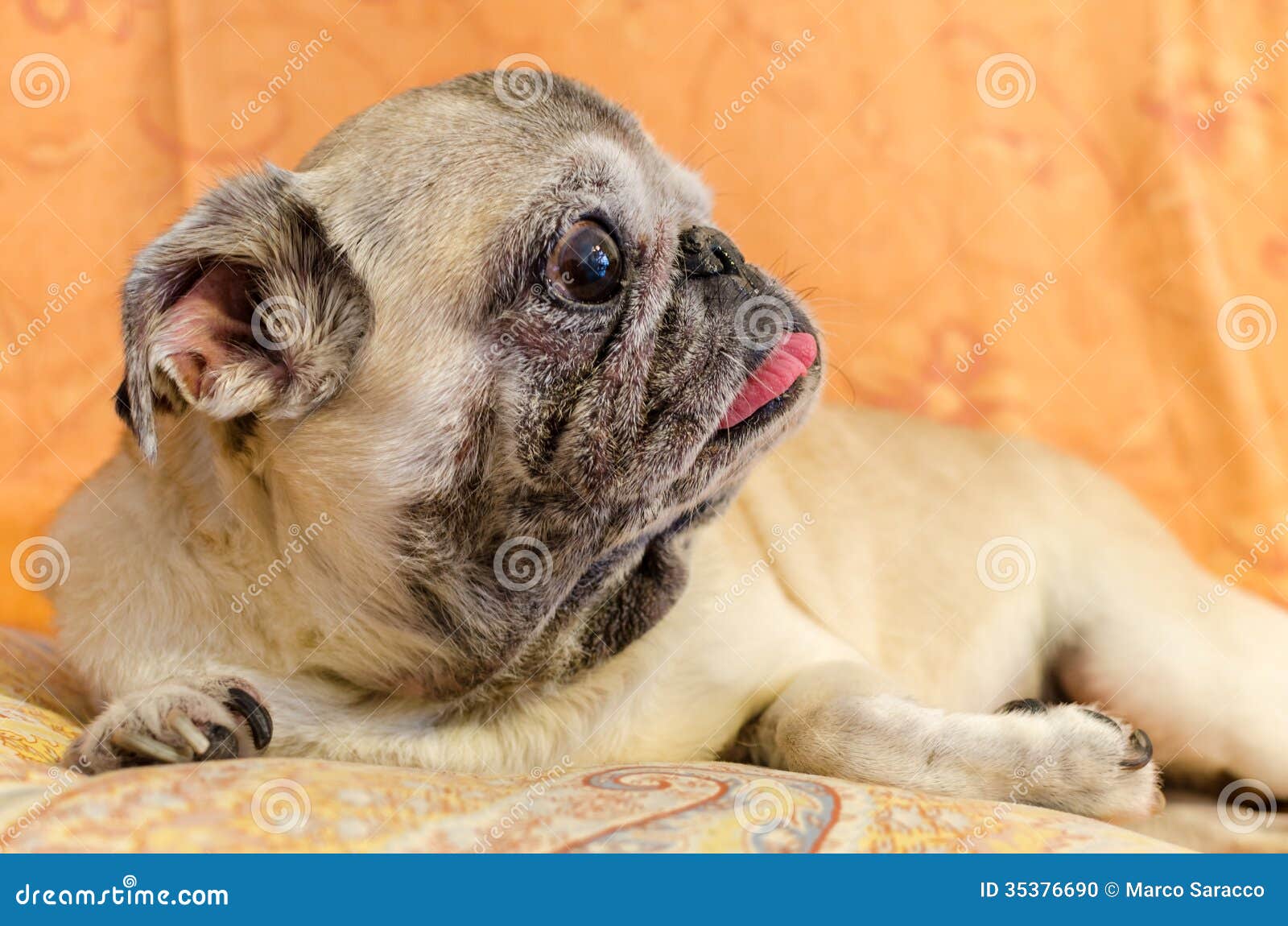 Cute old female pug stock photo. Image of cute, apartment