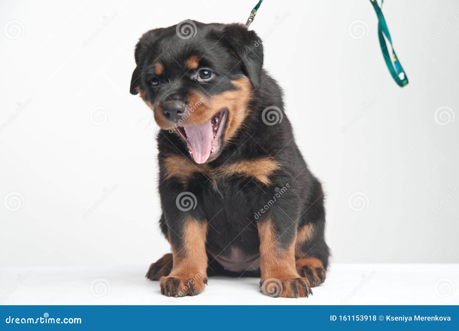 Nhìn chú chó Rottweiler nhỏ xinh xắn này, bạn sẽ cảm thấy thương và tình cảm. Sự vui vẻ và linh hoạt của chú cún còn làm bạn cười, chắc chắn sẽ khiến bạn không thể rời mắt khỏi hình ảnh đầy nghị lực này.