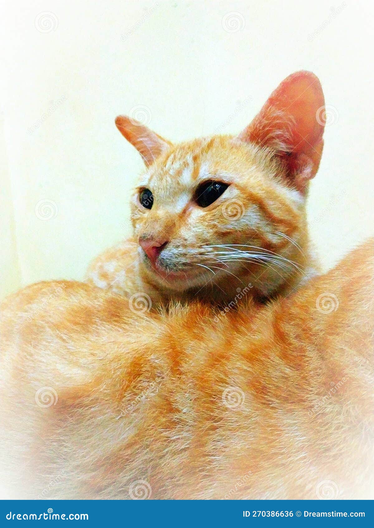 Cute orange cat stock photo. Image of whiskers, cute 270386636