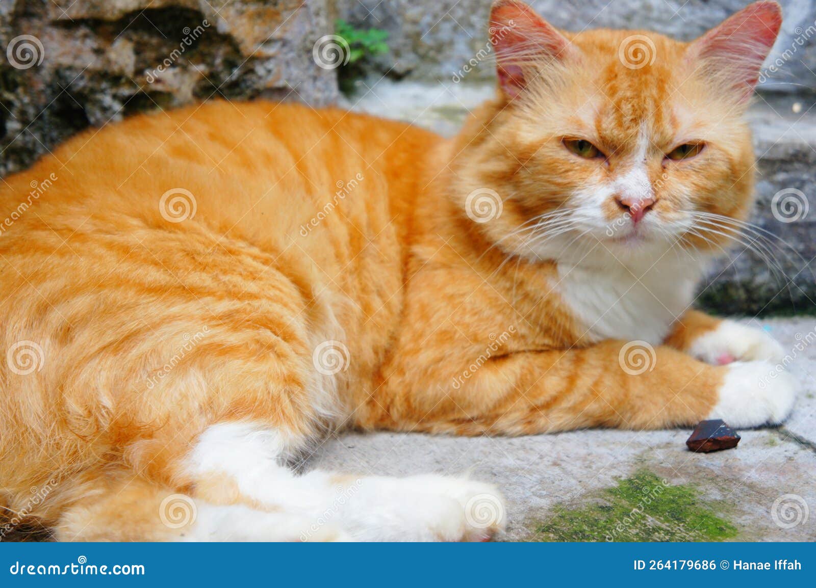 Cute orange cat stock photo. Image of orange, cute, staring 264179686