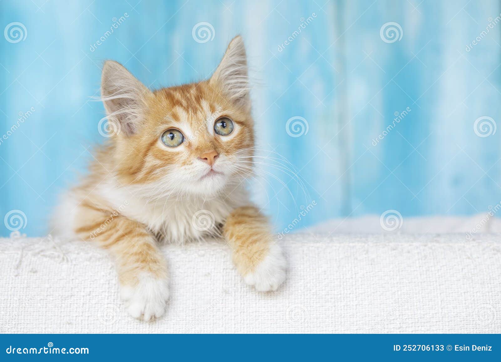 Cute Orange Colored Tiny Kitten Stock Image Image of beautiful, small