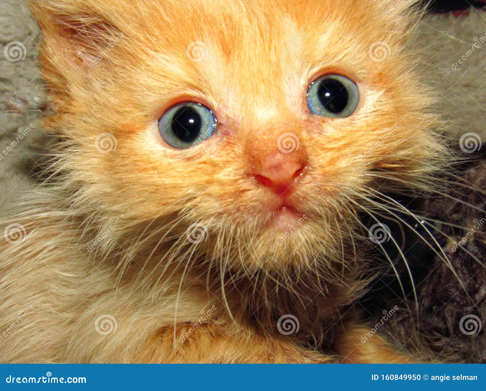 Cute Orange Ginger Tabby Cat Kitten With Blue Eyes Stock Photo Image Of Blue Ginger