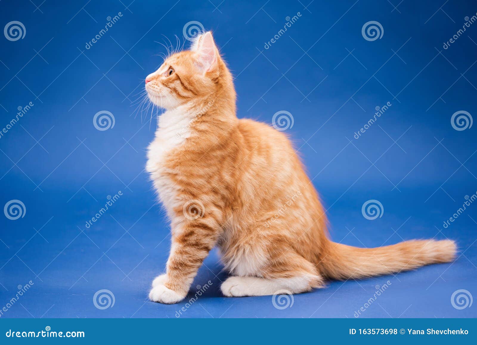 Có phải em ấy quá dễ thương không? Đây là một chú mèo con màu cam tươi sáng đang chăm chỉ khám phá thế giới xung quanh. Hãy xem ảnh để cùng chia sẻ niềm vui này!