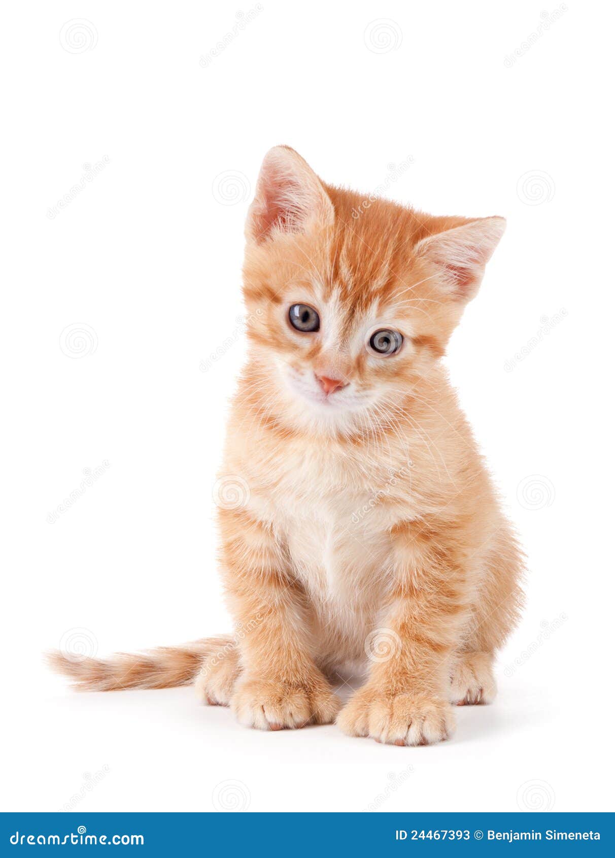 Cute Orange Kitten with Large Paws. Stock Image - Image of hair ...