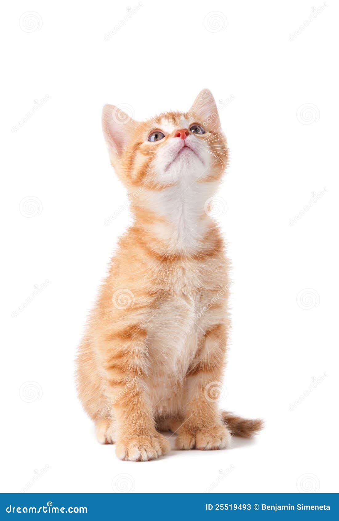 Cute Orange Kitten Looking Up on White Stock Image Image of