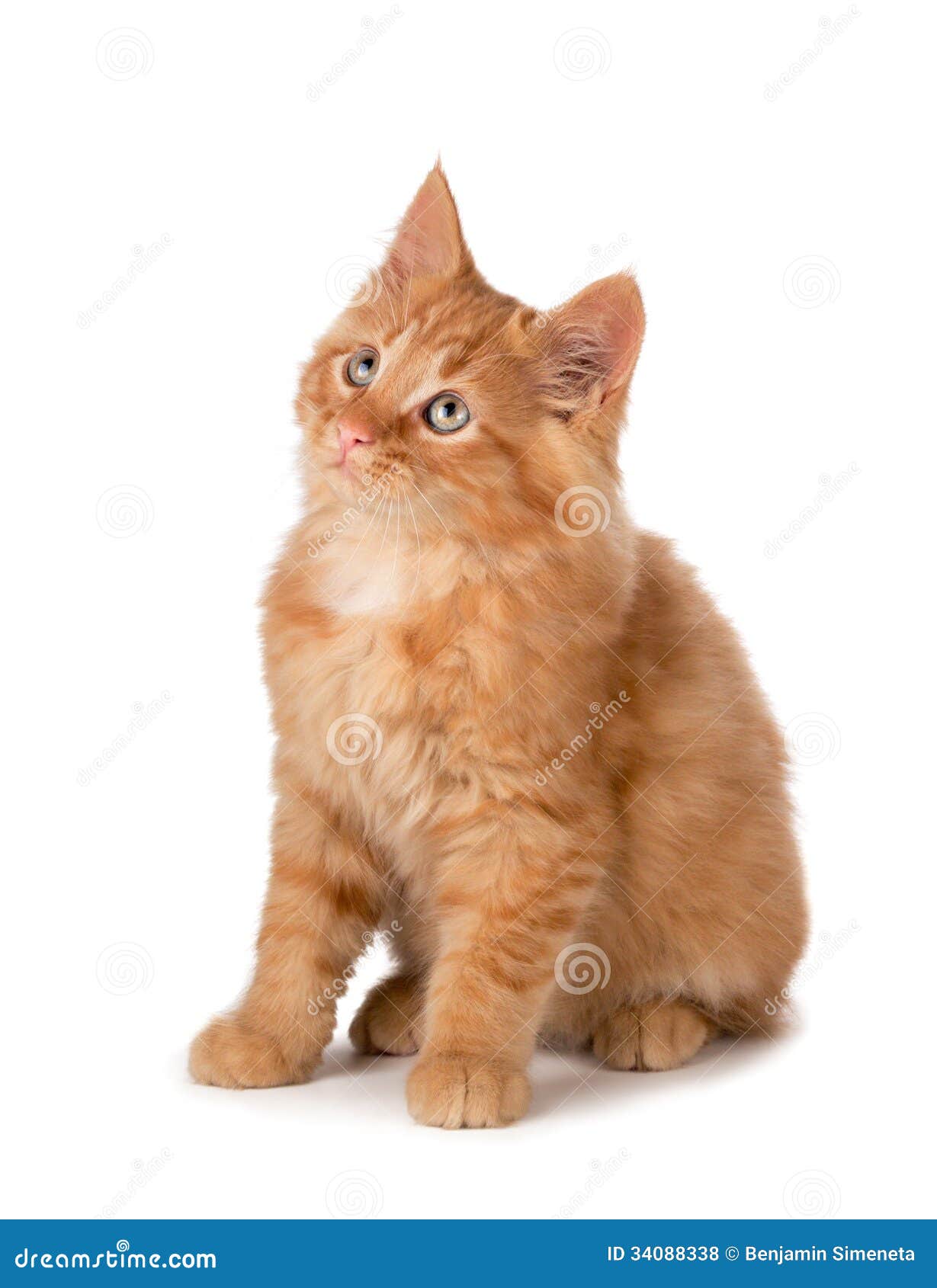 Cute Orange Kitten Looking Up on a White Background. Stock Photo