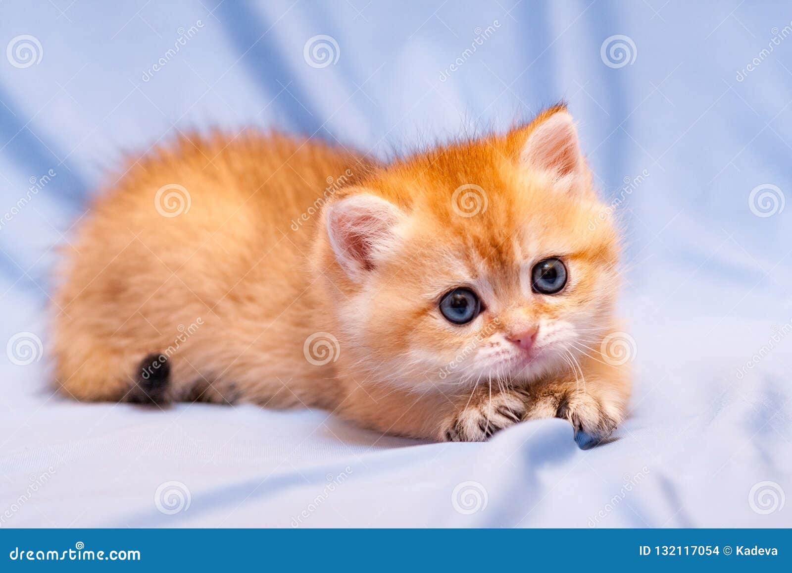 Chào mừng bạn đến xem hình ảnh một chú mèo cam đáng yêu như một thiên thần. Với đôi mắt to tròn và mái lông mịn màng, chú mèo này sẽ làm trái tim bạn tan chảy. Đừng bỏ lỡ cơ hội dễ thương này và cùng chiêm ngưỡng mèo cam đáng yêu trong ảnh.
