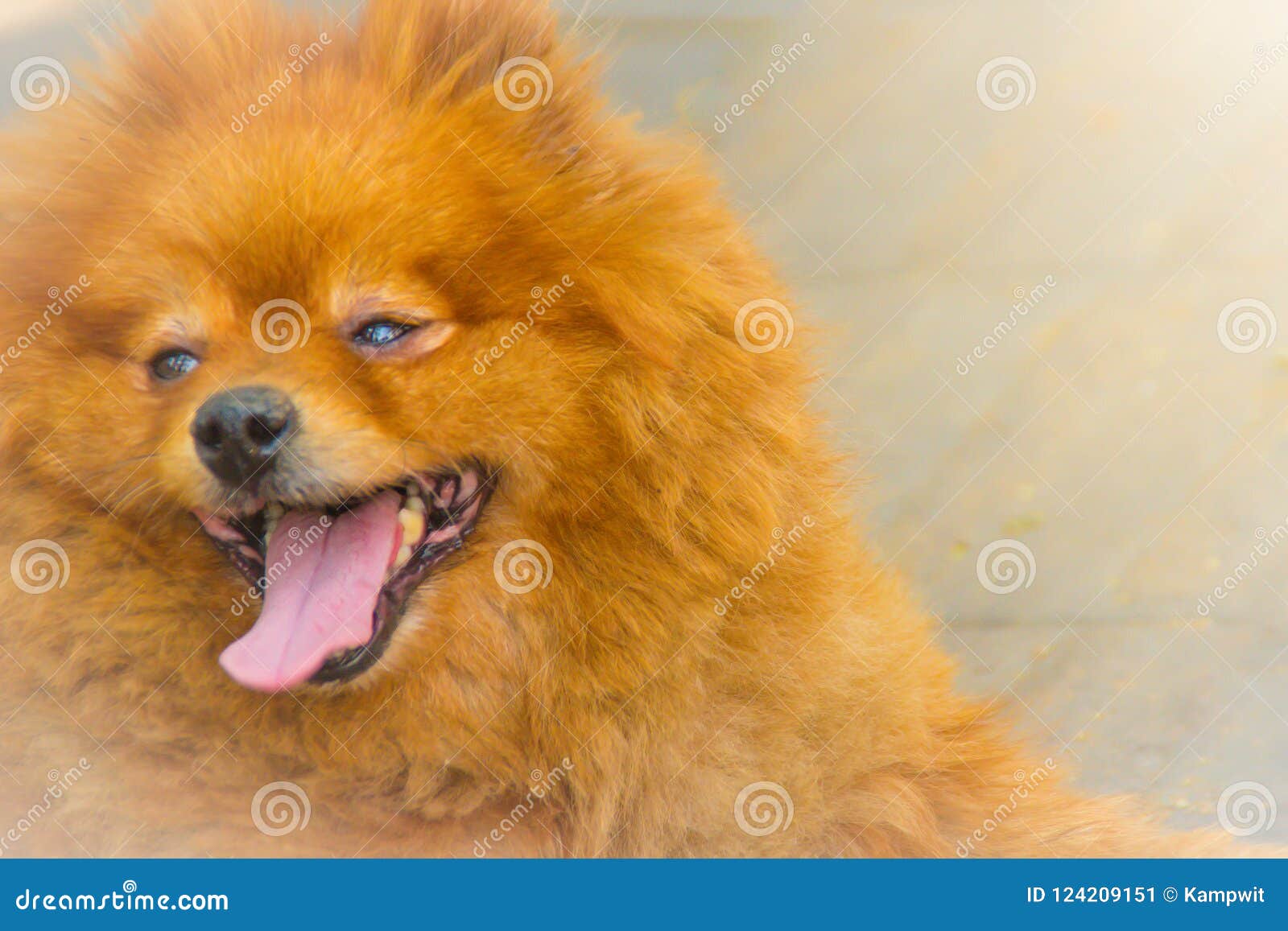Cute Orange Pomeranian Dog On Footpath The Pomeranian Dog Also Known As Pompom Pom Tumbleweed Is A Breed Of Dog Of The Spitz T Stock Image Image Of Breed Fluffy Cute Orange Pomeranian Dog On Footpath The Pomeranian Dog Also Known As Pompom Pom Tumbleweed Is A Breed Of Dog Of The Spitz T Stock Image Image Of Breed Fluffy
