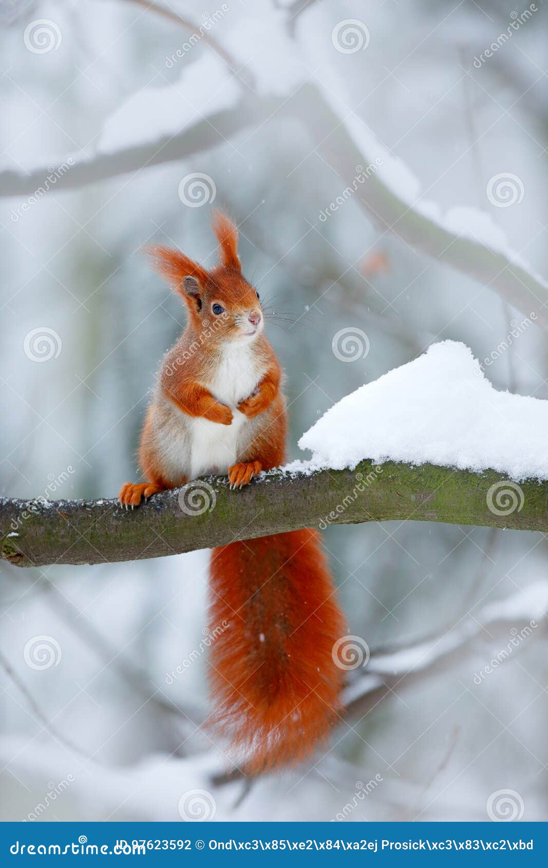 cute orange red squirrel eats a nut in winter scene with snow, czech republic. ccold winter with snow. winter forest with beautifu