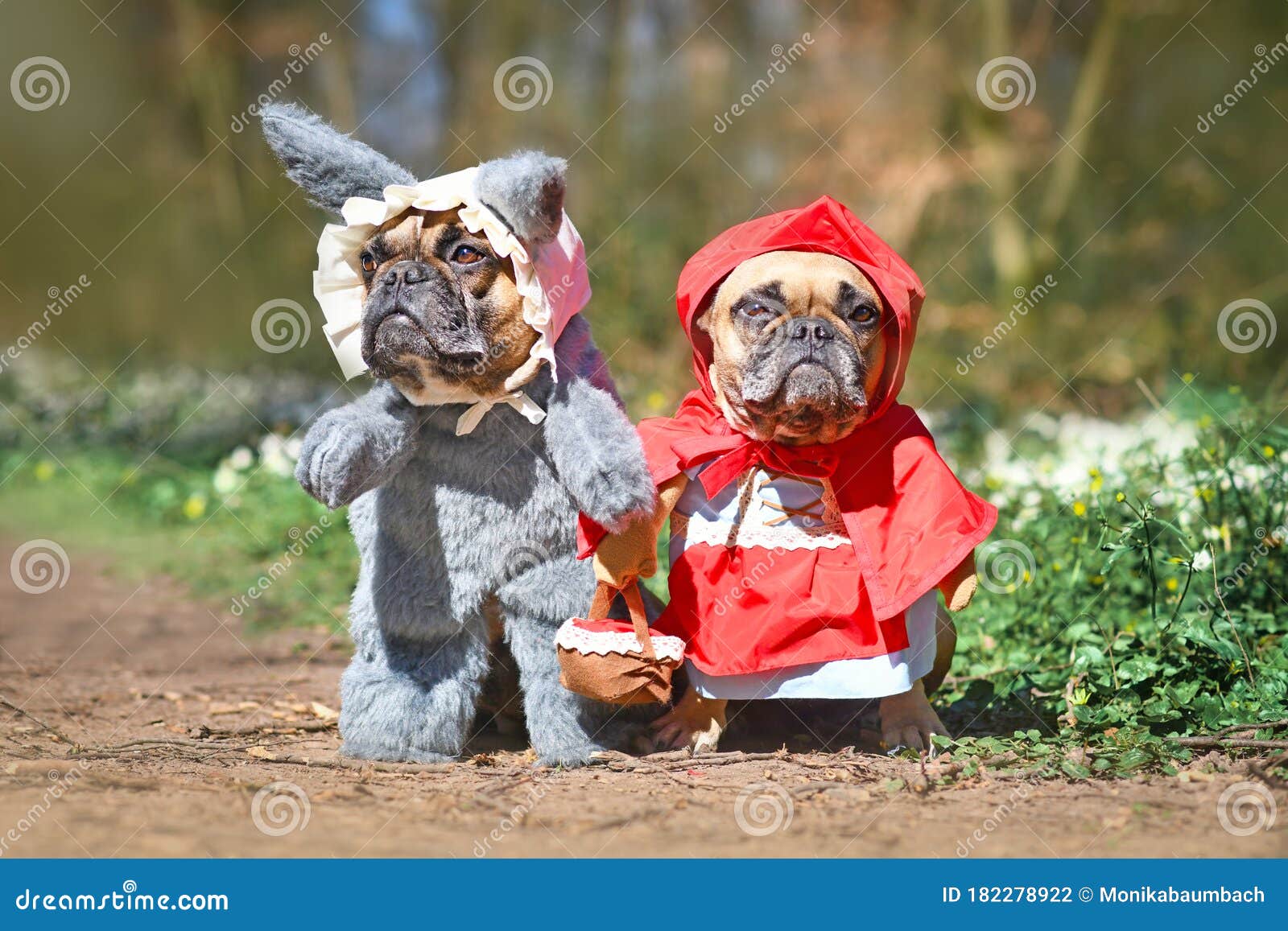 cute pair of french bulldog dogs dressed up as fairytale characters little red riding hood and big bad wolf with costumes